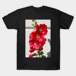 Hollyhock, hollyhock, hollyhock, flower, blossom, red T-Shirt